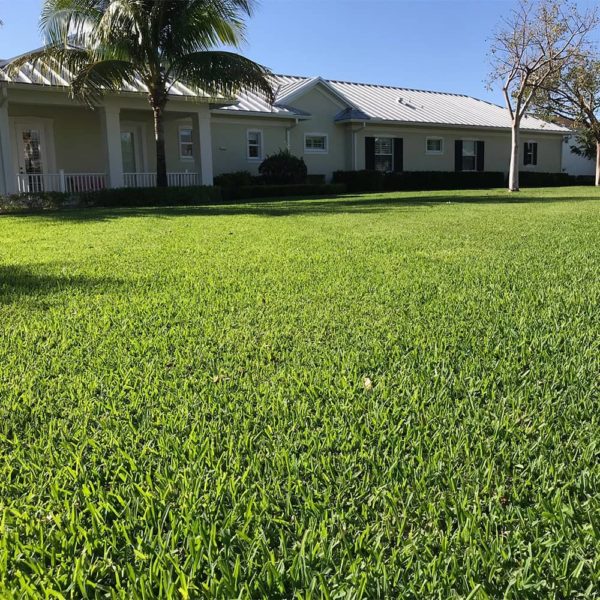 Floratam Sod for Sale